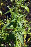 Veronica anagallis-aquatica. Верхушка цветущего растения. Донецк, ручей в балке. 21.06.2016.