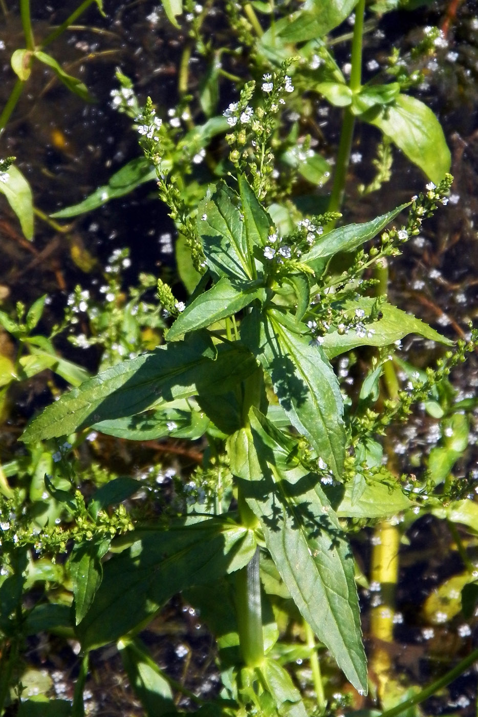 Image of Veronica anagallis-aquatica specimen.