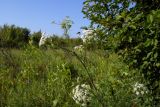 Chaerophyllum bulbosum