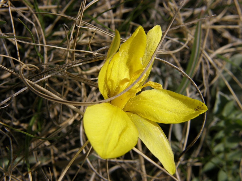 Изображение особи Tulipa uniflora.