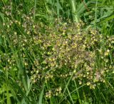 Thalictrum minus