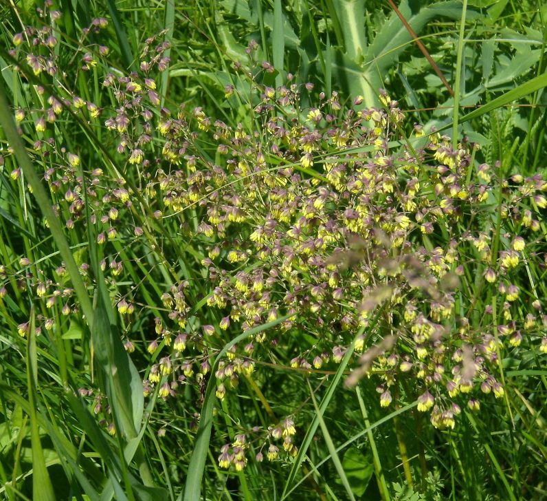 Image of Thalictrum minus specimen.