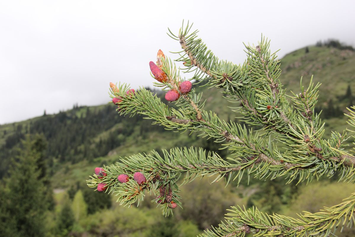 Image of Picea schrenkiana specimen.