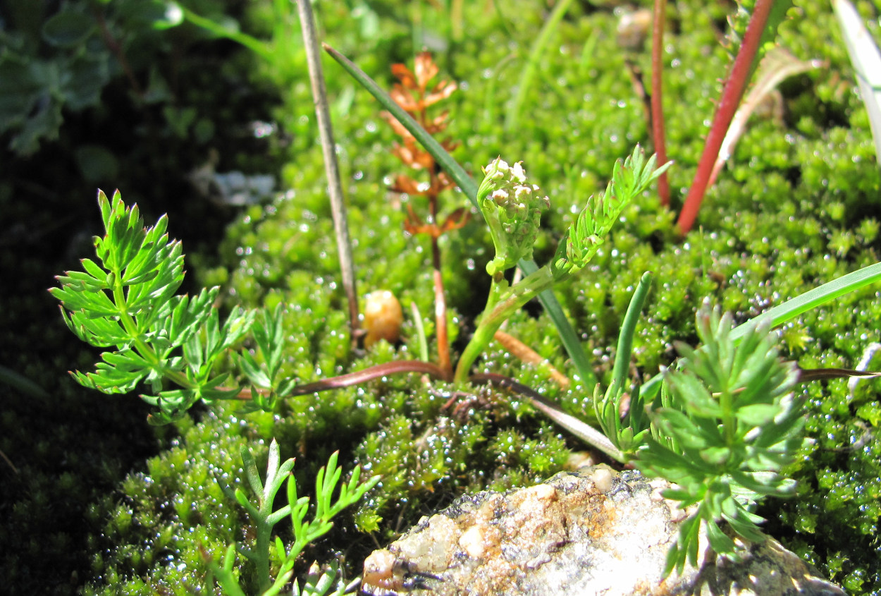 Image of Carum caucasicum specimen.