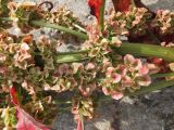 Rumex longifolius