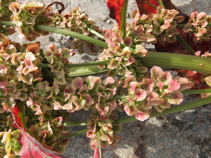 Image of Rumex longifolius specimen.