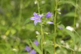 Campanula trachelium