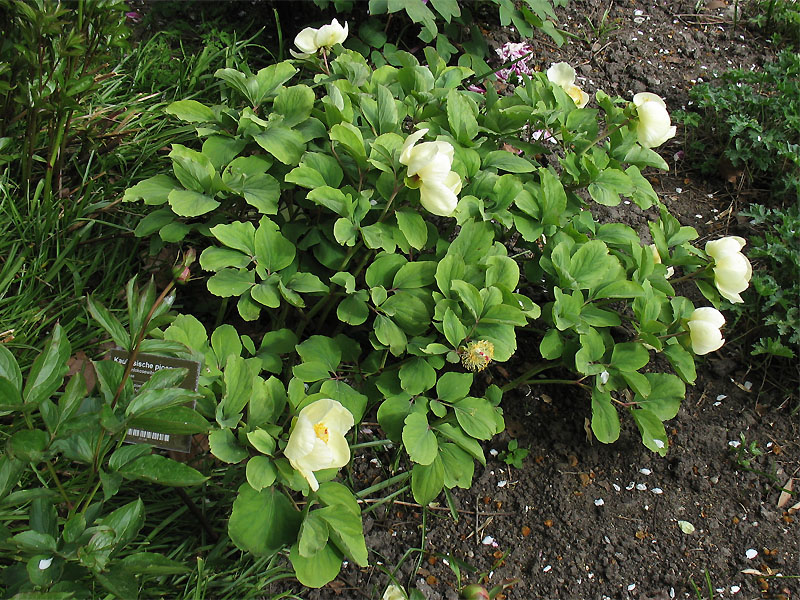 Изображение особи Paeonia mlokosewitschii.