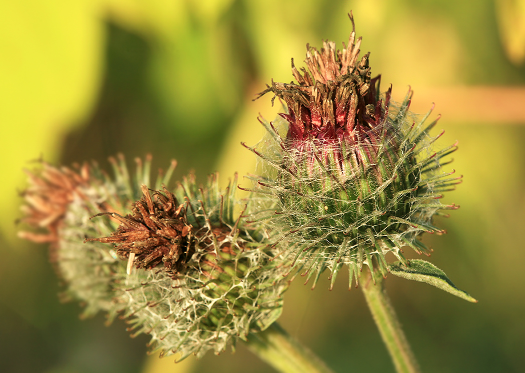 Изображение особи Arctium tomentosum.