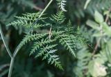 Conioselinum tataricum