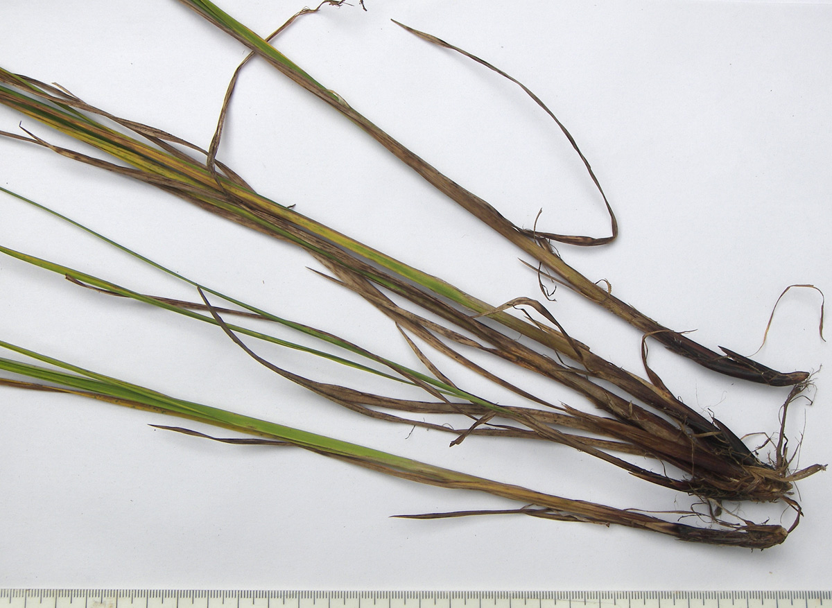 Image of Carex caucasica specimen.