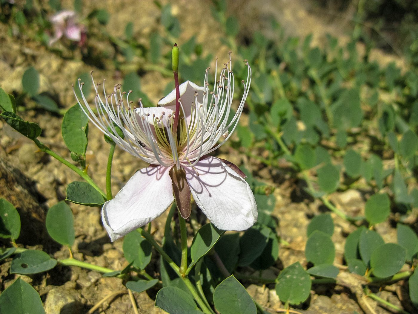 Изображение особи Capparis herbacea.