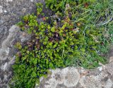 Empetrum nigrum. Плодоносящее растение. Исландия, окр. г. Кефлавик, каменистый склон. 31.07.2016.