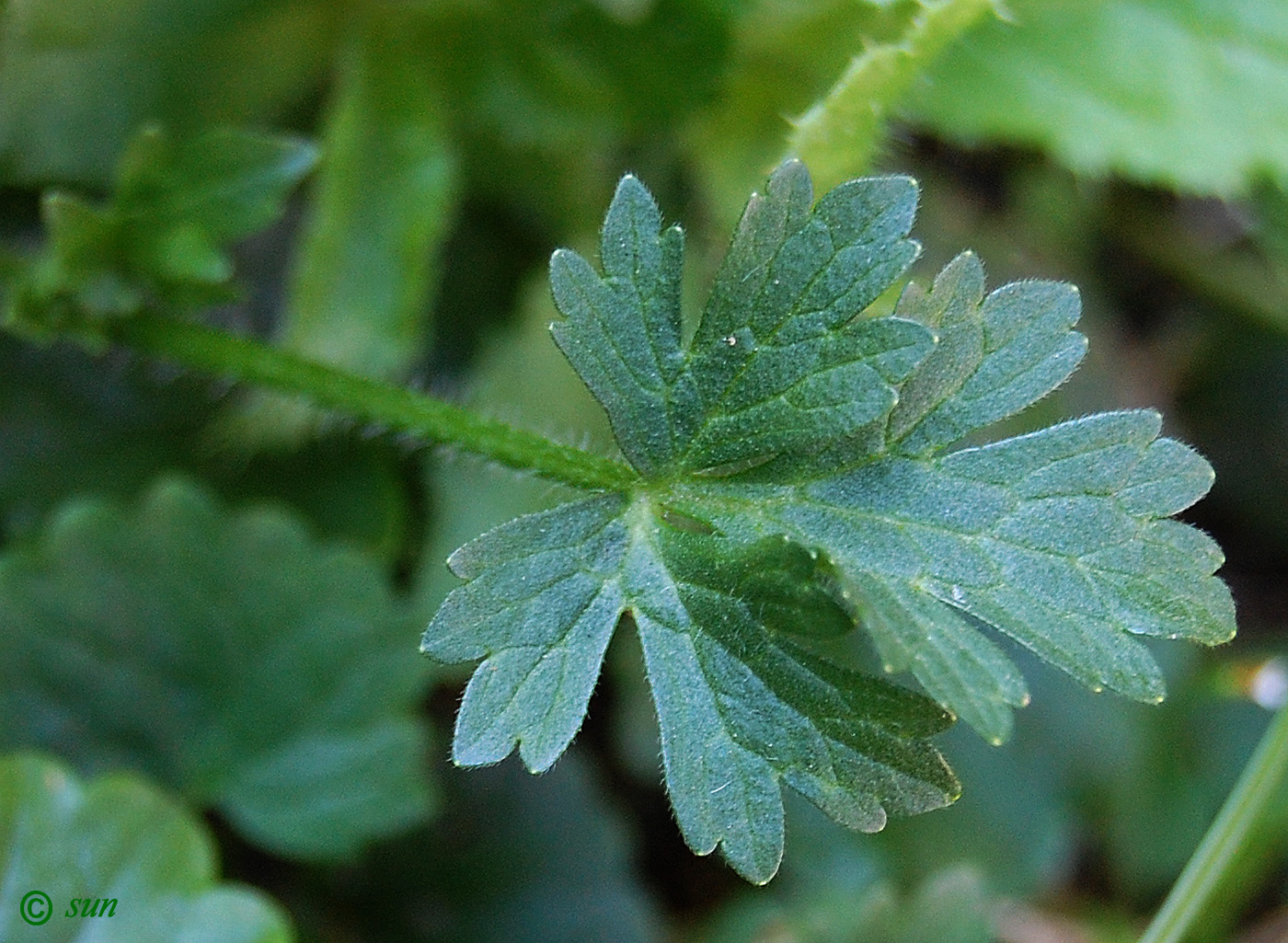 Image of Ranunculus sardous specimen.