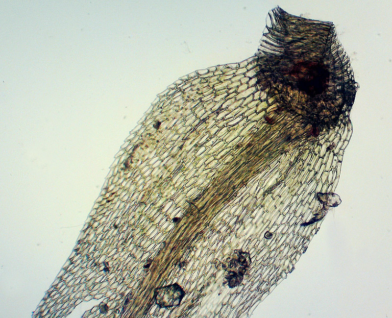 Image of Cratoneuron filicinum specimen.