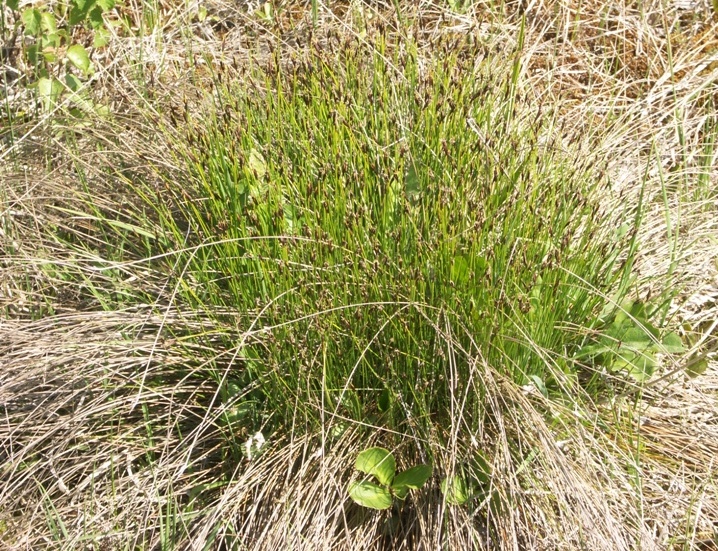 Изображение особи Schoenus ferrugineus.