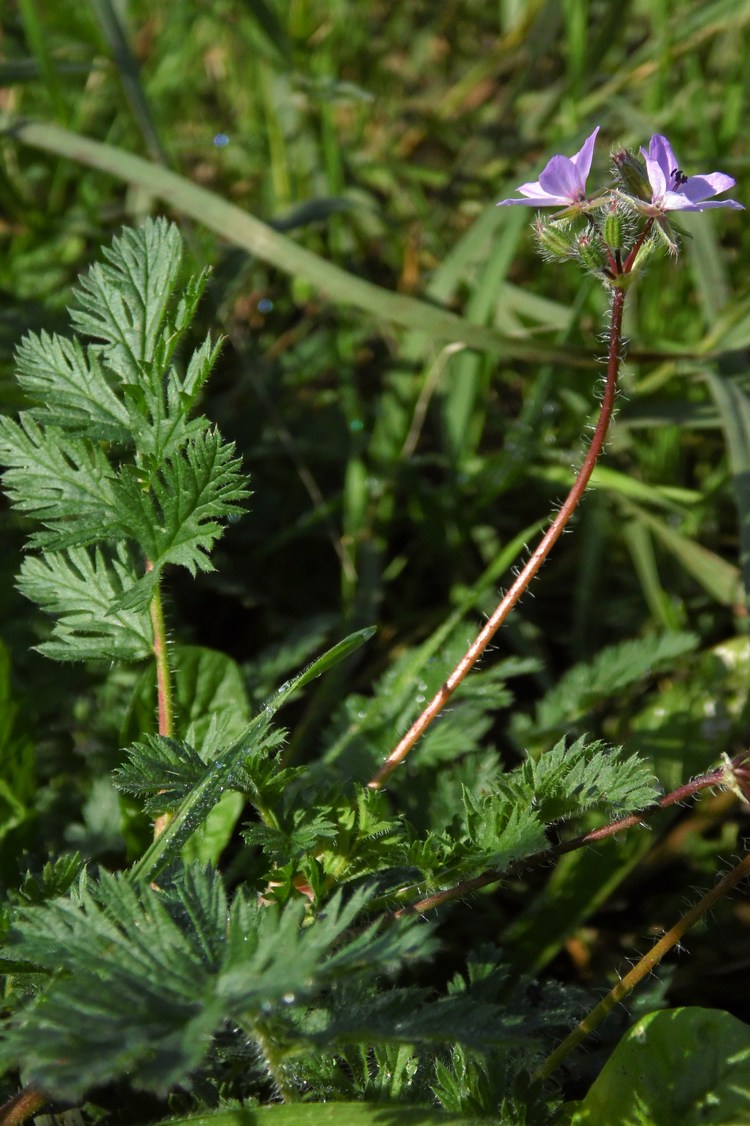 Изображение особи Erodium cicutarium.