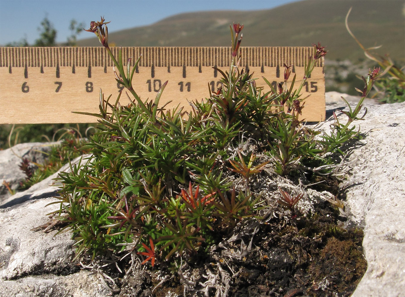 Image of Asperula abchasica specimen.