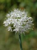 Allium galanthum