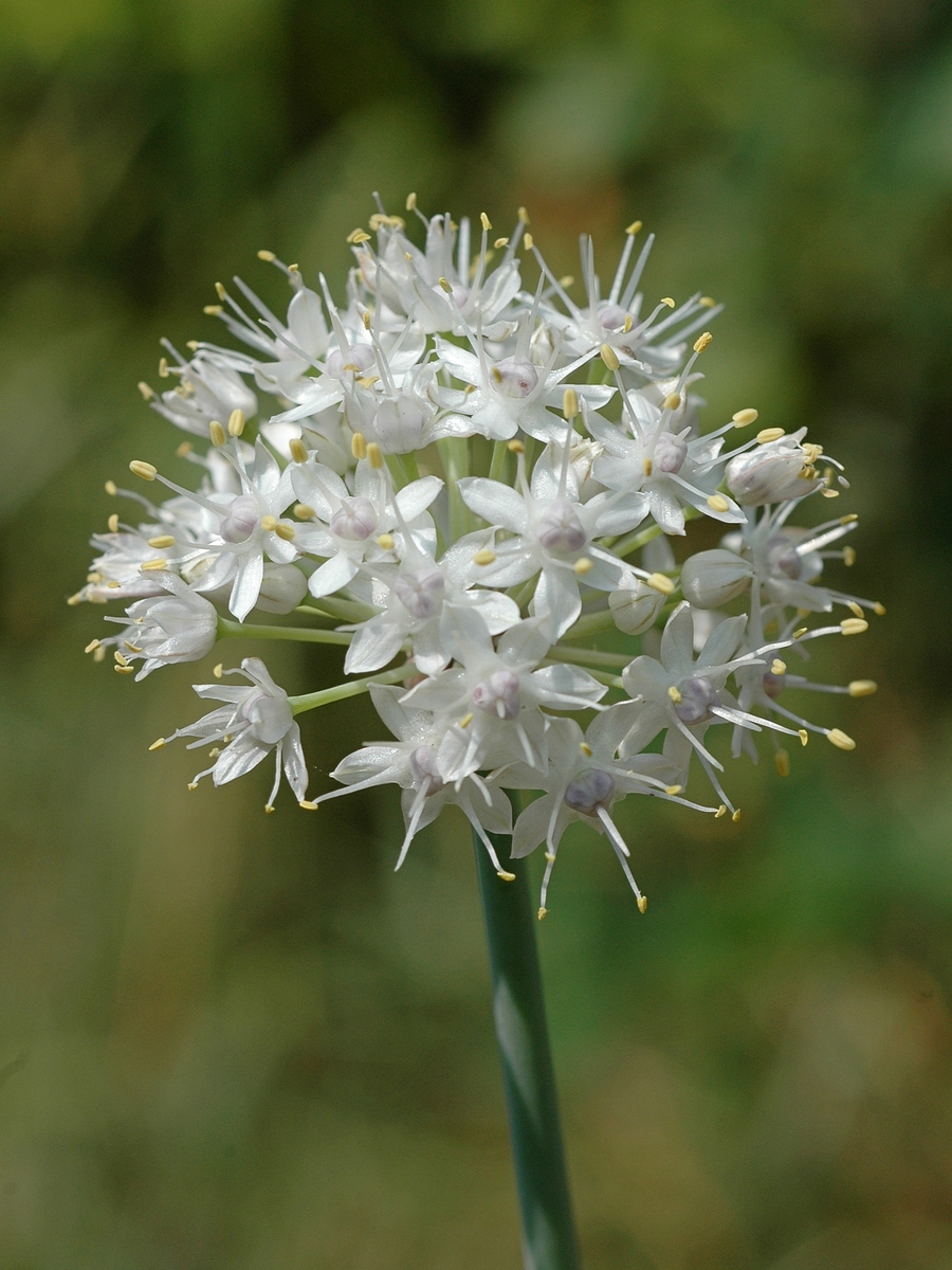 Image of Allium galanthum specimen.