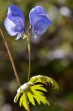 Aconitum nemorum