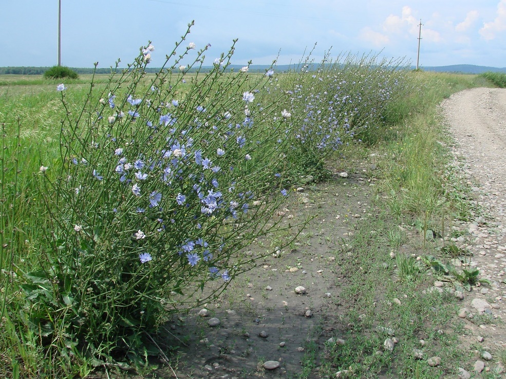 Изображение особи Cichorium intybus.