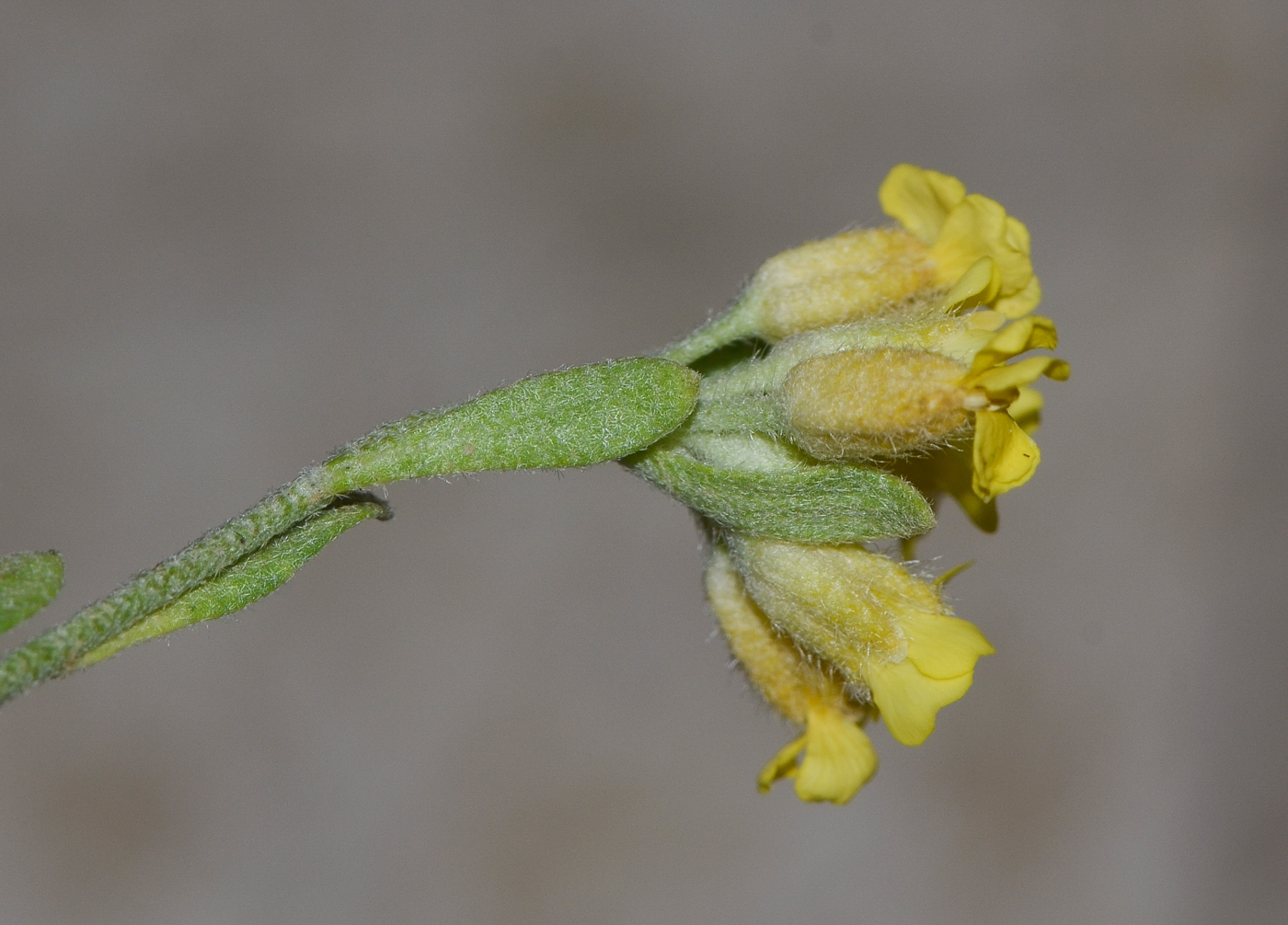 Image of Alyssum baumgartnerianum specimen.