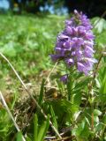 Veronica densiflora. Цветущее растение. Республика Алтай, Усть-Коксинский р-н, Теректинский хребет, высокогорное плато горы Алтайка. 1850 м н.у.м. 11.06.2016.