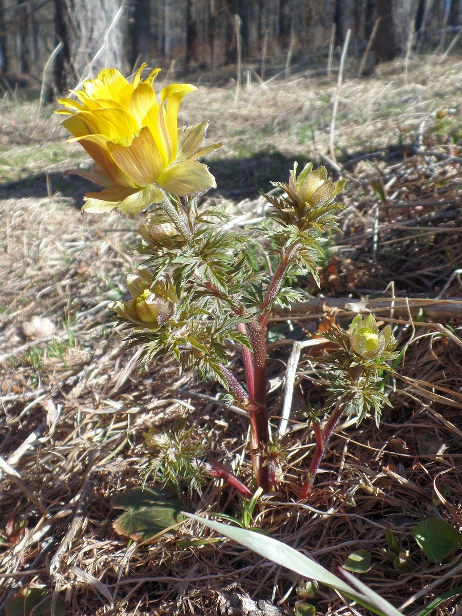 Image of Adonis villosa specimen.