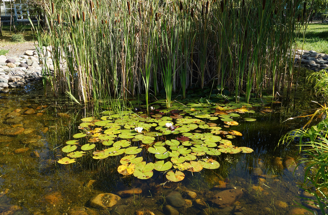 Изображение особи Nymphaea alba.