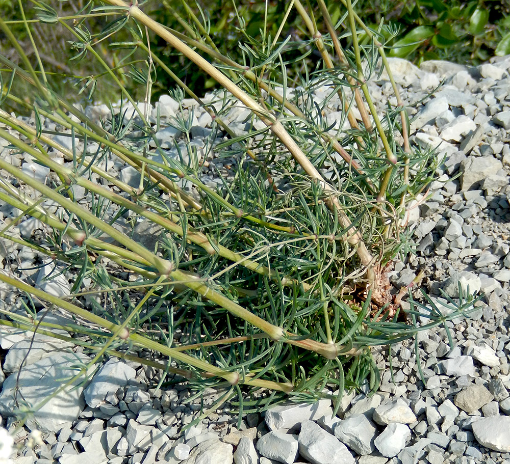 Image of Galium biebersteinii specimen.