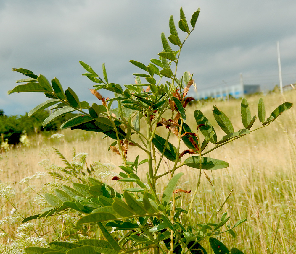 Image of Glycyrrhiza glandulifera specimen.