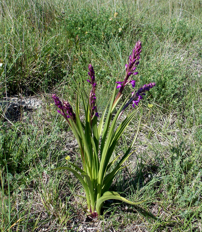 Изображение особи Anacamptis laxiflora ssp. dielsiana.