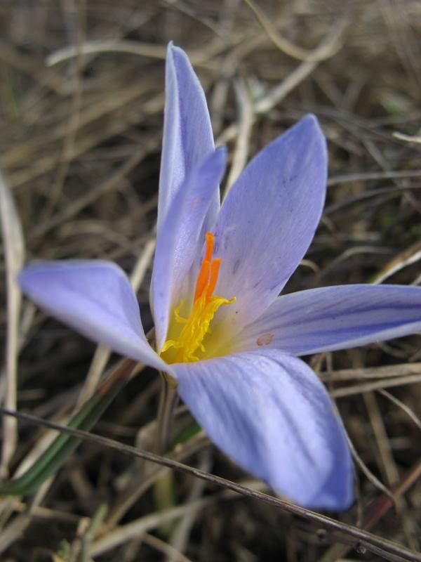 Image of Crocus reticulatus specimen.