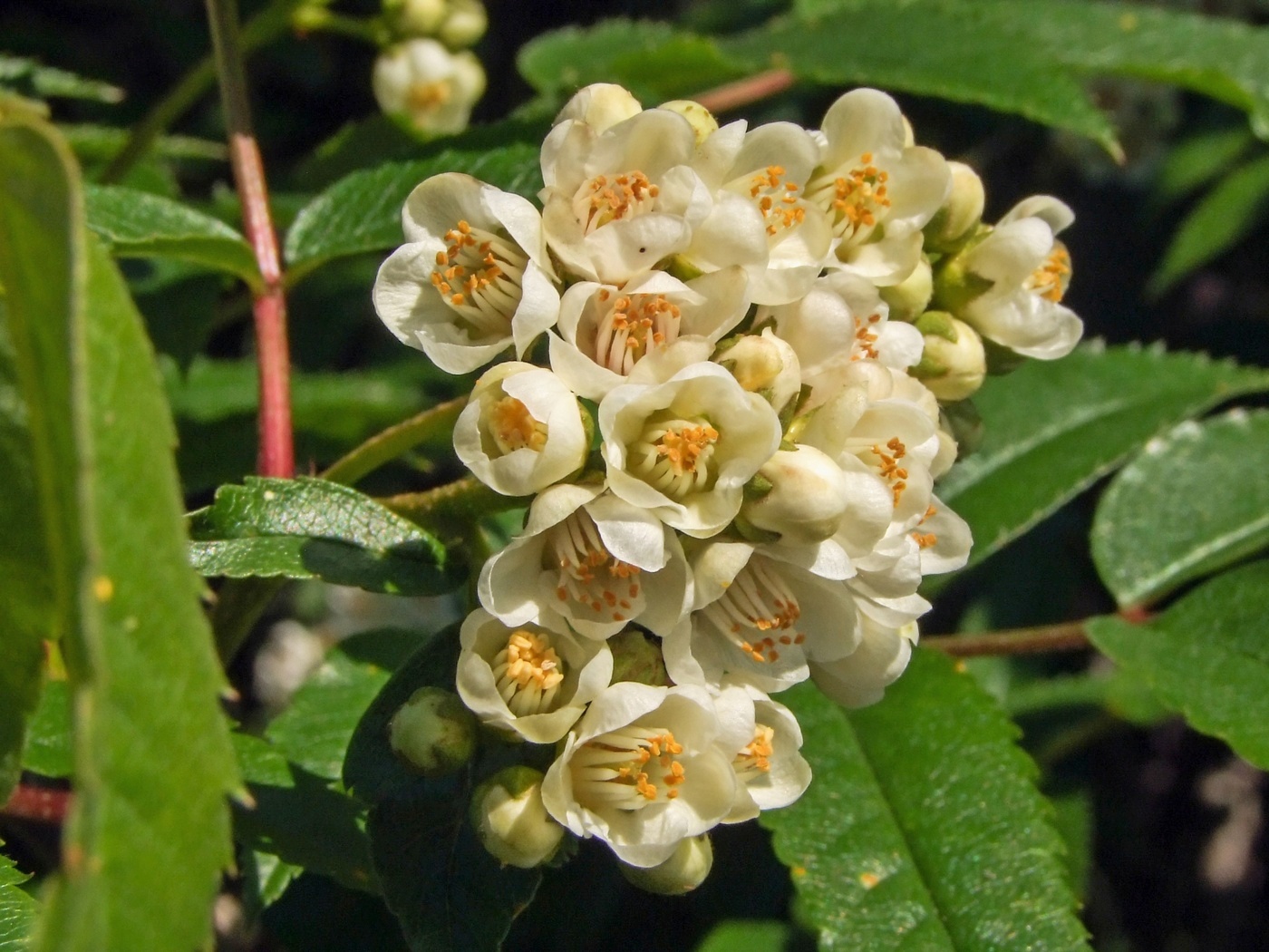 Изображение особи Sorbus sambucifolia.