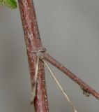 Anisodontea capensis