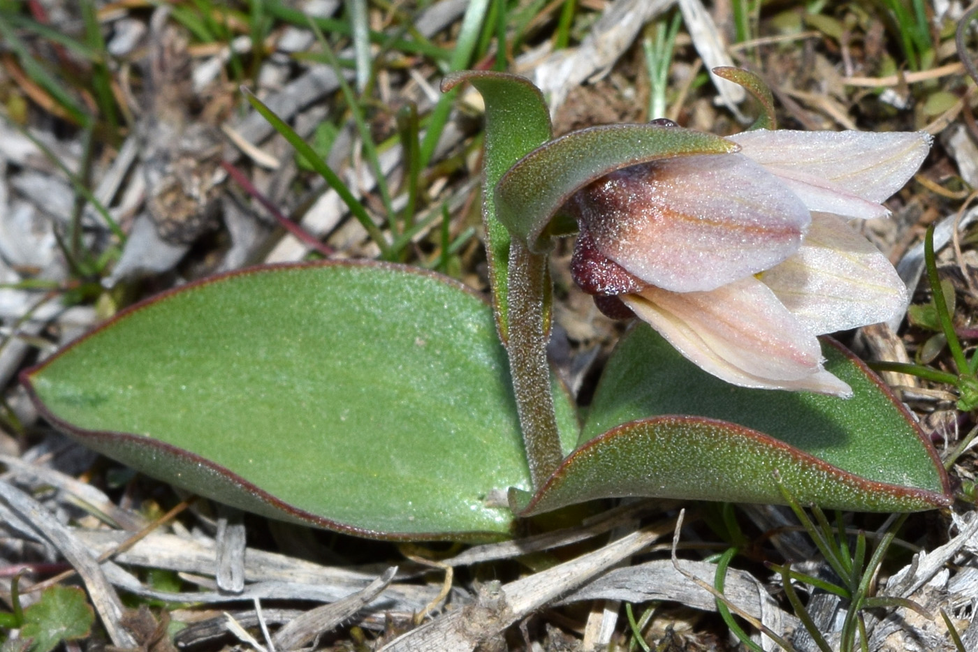Изображение особи Rhinopetalum stenantherum.