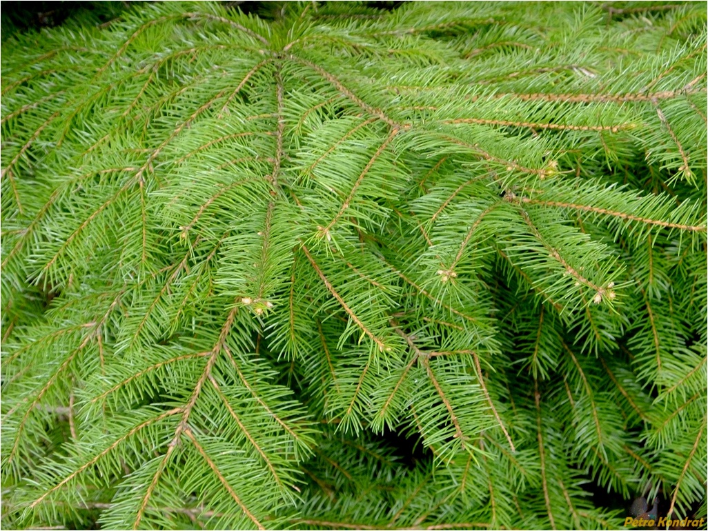 Image of Picea abies specimen.