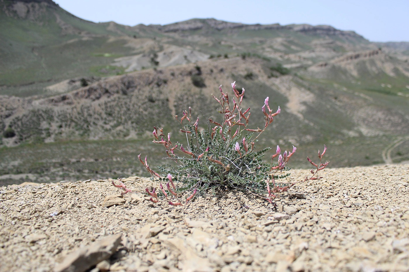 Изображение особи Astragalus velatus.
