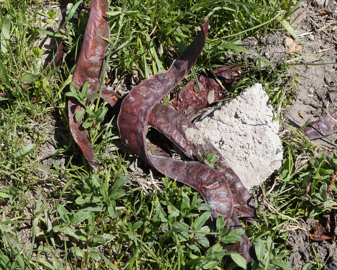 Image of Gleditsia triacanthos specimen.