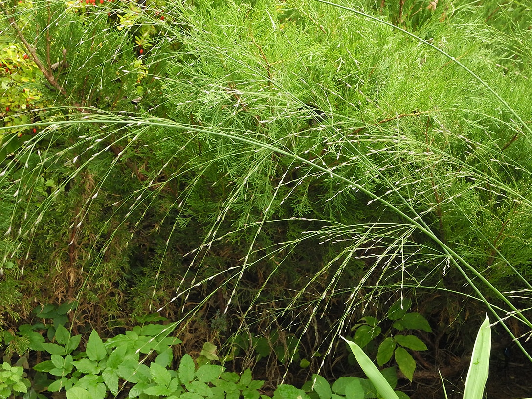 Image of Molinia caerulea ssp. arundinacea specimen.