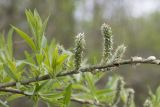 Salix gmelinii