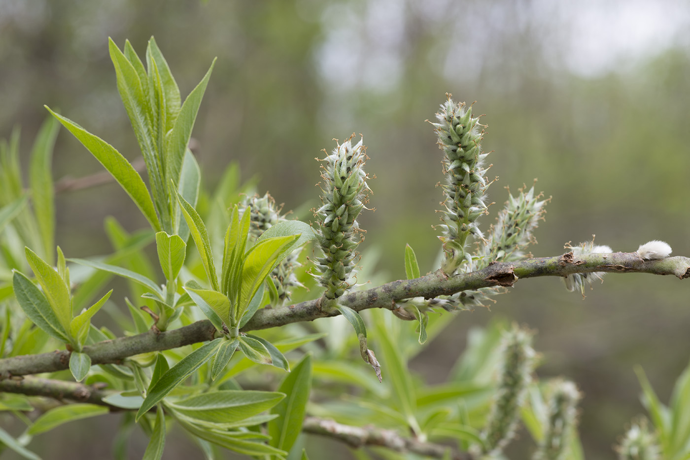 Изображение особи Salix gmelinii.