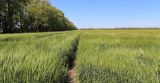 Hordeum distichon. Поле с плодоносящими растениями (слева сорт 'Щедрый', справа - 'Грис'). Ростовская обл., Неклиновский р-н, Носовское с/п, в поле. 06.06.2017.