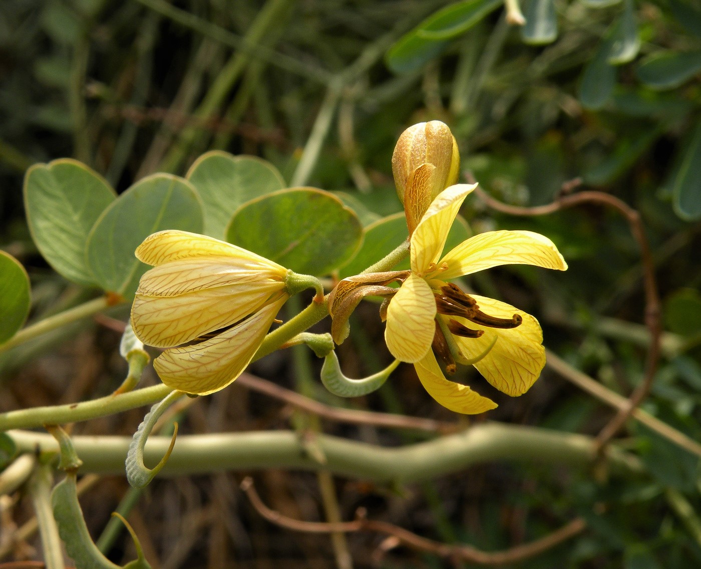 Image of Senna italica specimen.
