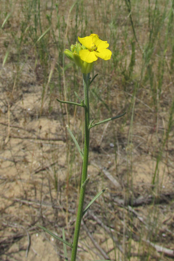 Image of Syrenia cana specimen.