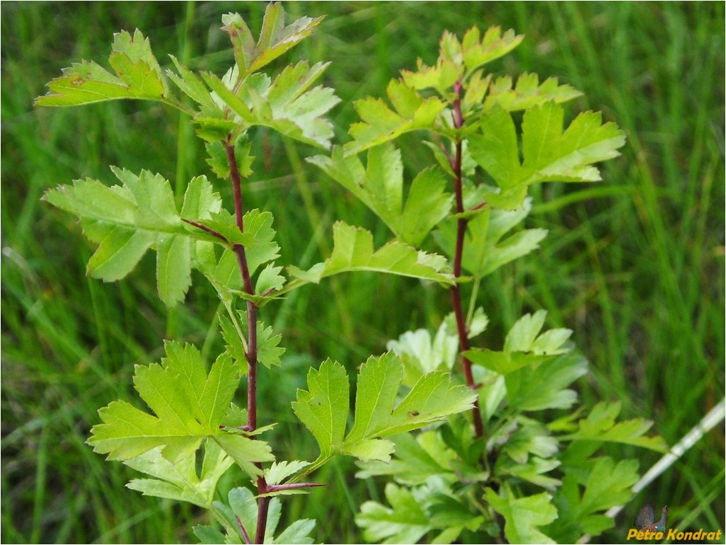 Image of genus Crataegus specimen.