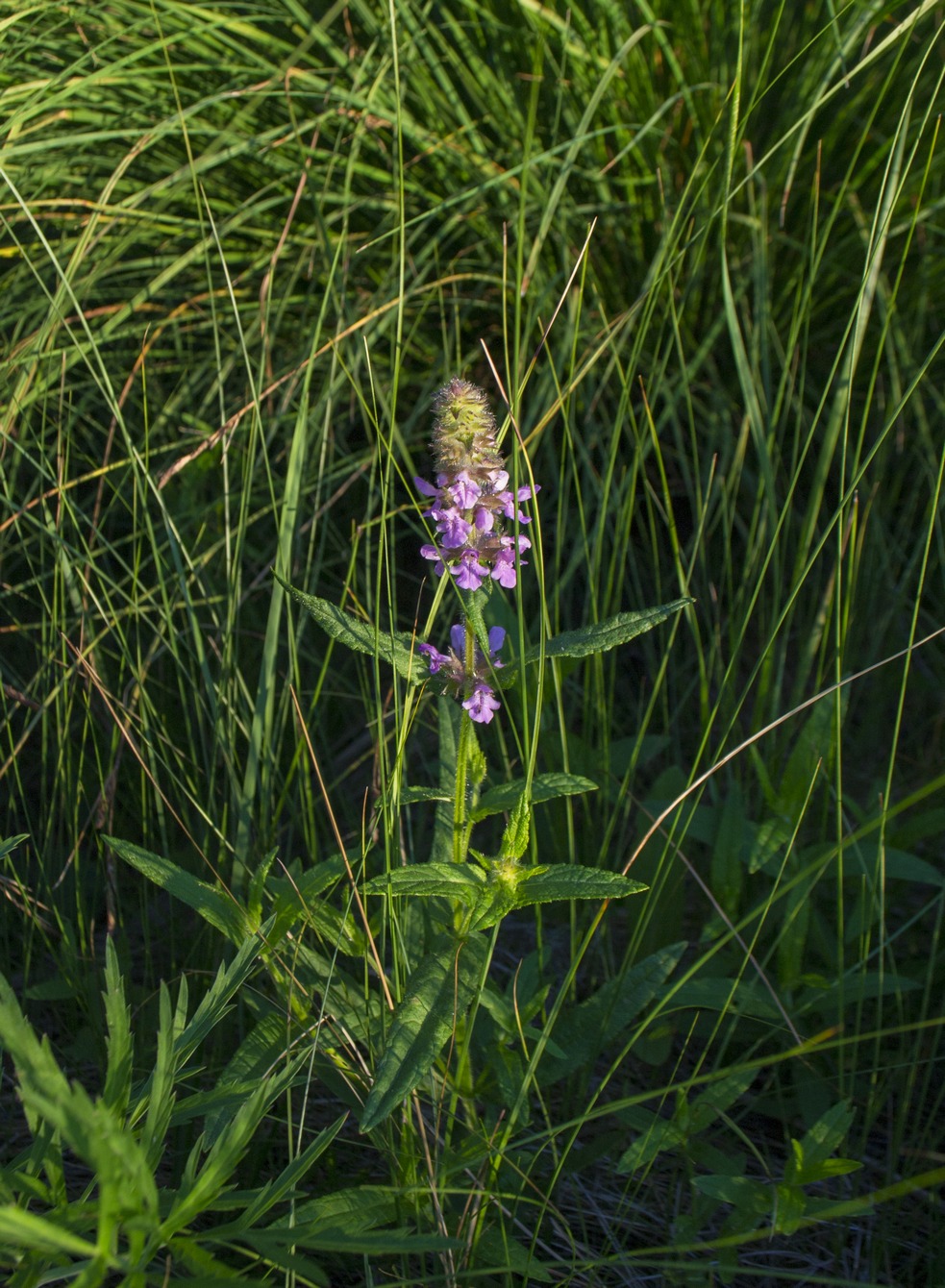 Изображение особи Stachys palustris.