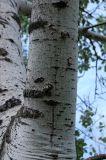 Populus alba