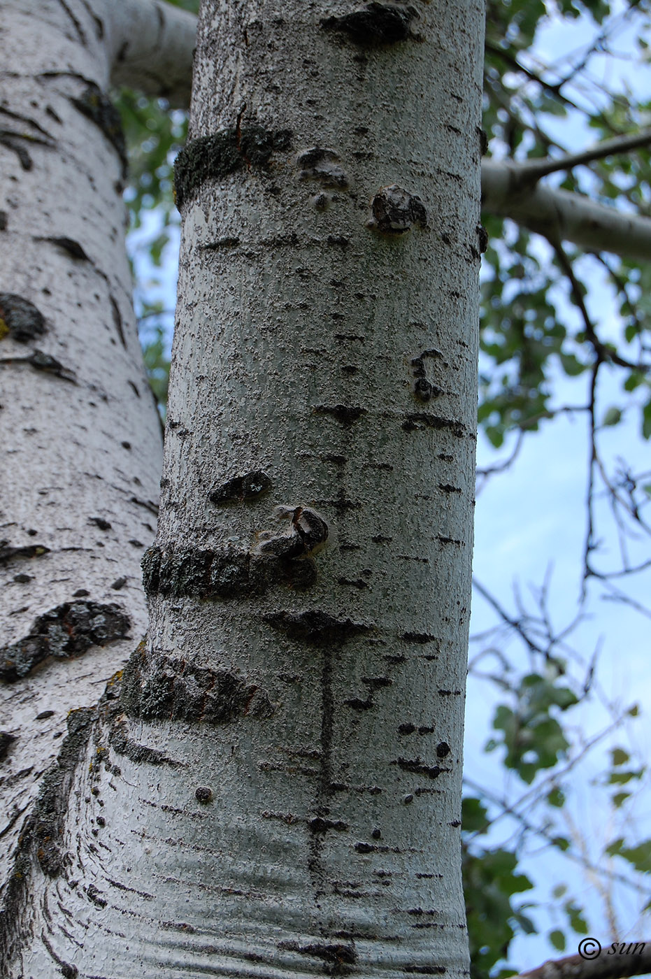 Изображение особи Populus alba.